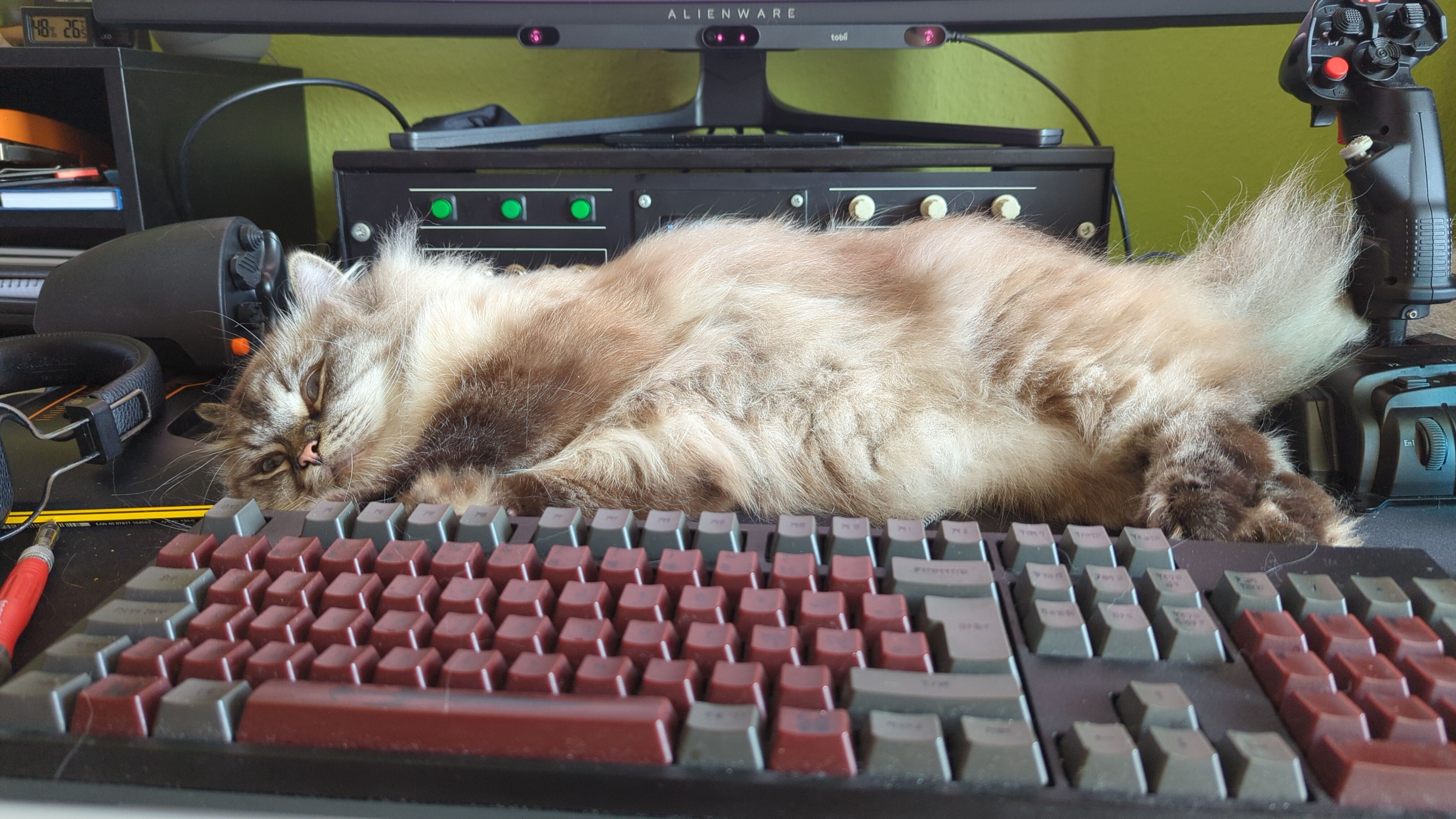 cat lying in front of black box with buttons